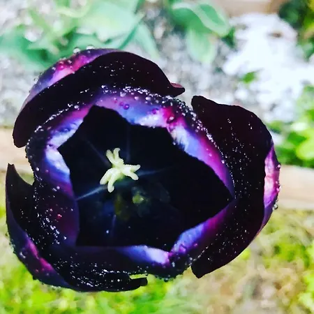 Lotus Oasis I Nature Experience Torre