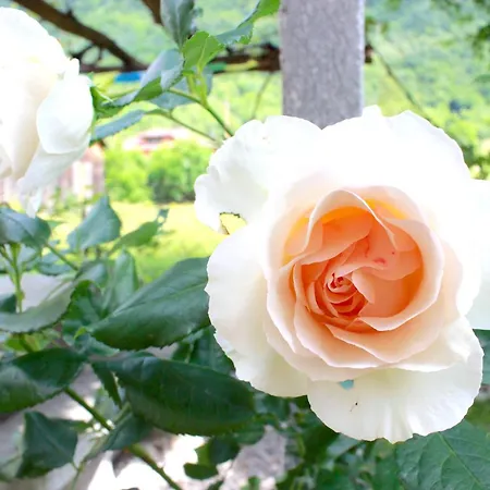 Bed & Breakfast Lotus Oasis I Nature Experience Torre